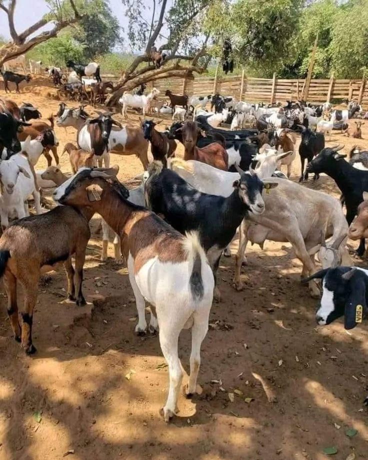 Animal Husbandry